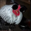 Bumfbum
