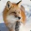 redhead fox