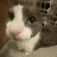 meow avatar