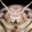 Bug Mother