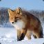 fox ^_^