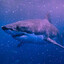gravityshark