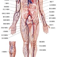 141特遣部队   小绵羊
