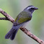 Trinca ferro