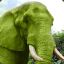 Green elephant