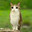 meowl's Avatar