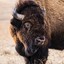 coarsehairbison