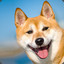 shiba_inu