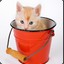 cat bucket | engineer.tf