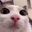 plink cat