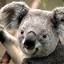 Koala McFluffy