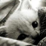 霜冷长河(无字无语音)