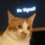 orange cat