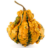 Gourd