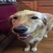 Butter dog