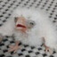 Chiken