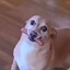 sam the dog