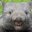 Wombat Man