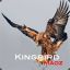 Kingbird