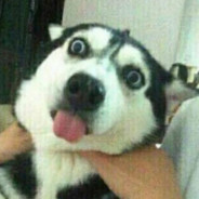 ---上等马分界线---