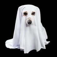 Ghost skins.army SKINS CS2.ME's avatar