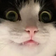 kitty's avatar