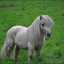 Petit Poney