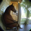 Black Horse