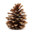 The pine cone 