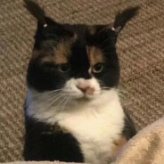 奶盖无敌盖中盖