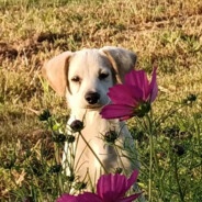 哥们纯爆炸鹿人