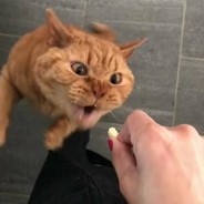 快跑，此人实力不在我之下