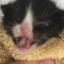 meow