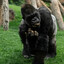 monketipo