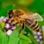 Mellifera