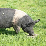 R.I.P CHRIS P. BACON