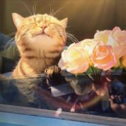 黄昏下的枫叶树