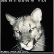 Avatar snapshot