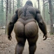 SasquatchVII