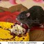 Dessert Rat