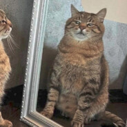 bezdarnый - steam id 76561199644491675