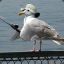 C. Gull Fisher