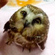 kiiaowl