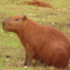 CAPIVARA