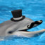 MR Dolphin