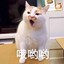 不给摸的猫先生