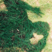 好多鱼真的好多余