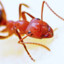 Ant