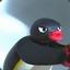 NOOT NOOT