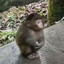 general monke